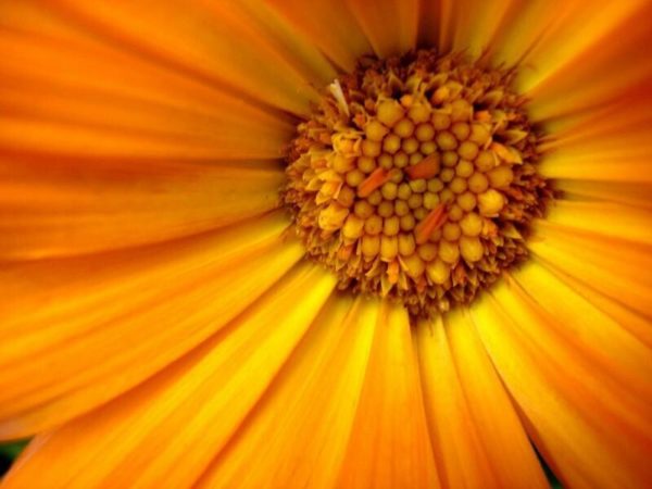Hydrolat de Calendula