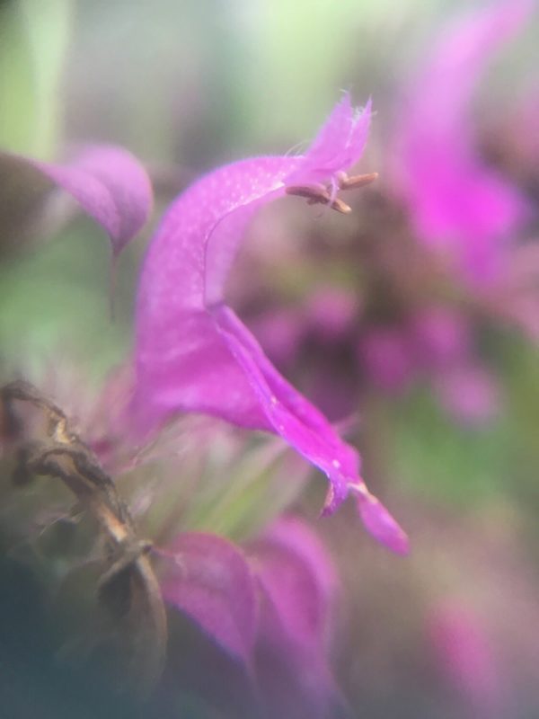 Hydrolat de Monarde citronnée