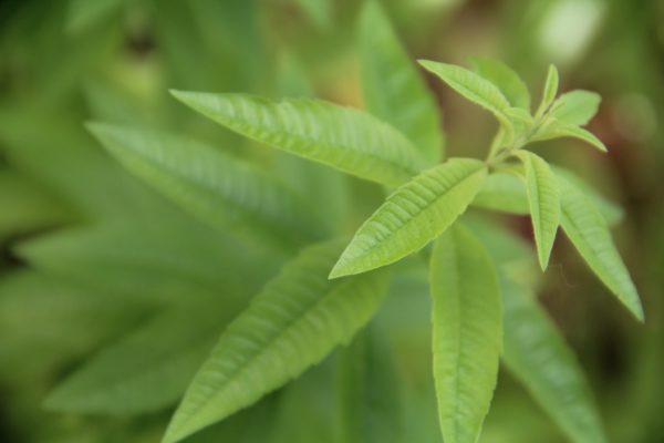 Hydrolat de Verveine citronnée