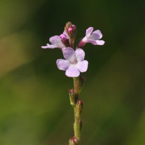 Hydrolat de Verveine officinale