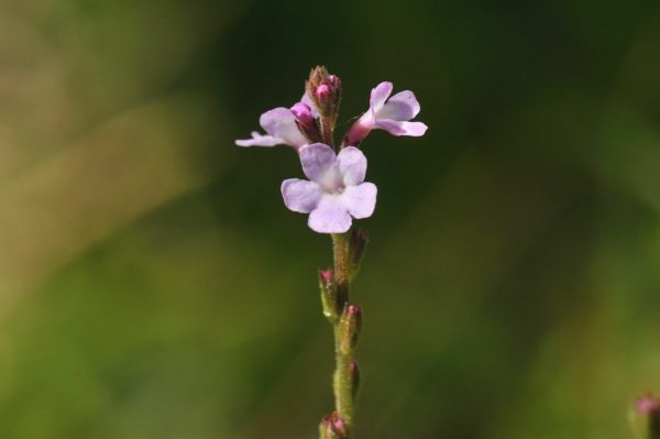 Hydrolat de Verveine officinale