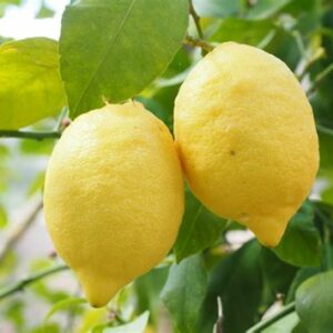 Hydrolat de citron Messagère